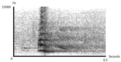 An Audience Effect in Sooty Mangabey Alarm Calling
